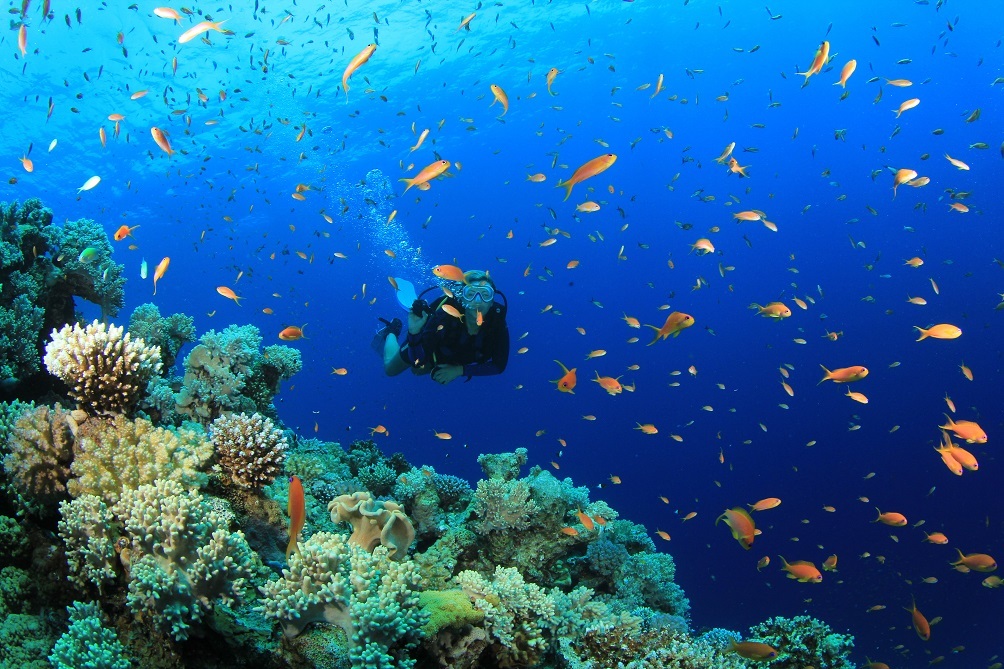 Du lịch cuối năm - Lặn ngắm san hô đầy màu sắc