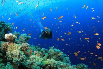 Du lịch cuối năm - Lặn ngắm san hô đầy màu sắc